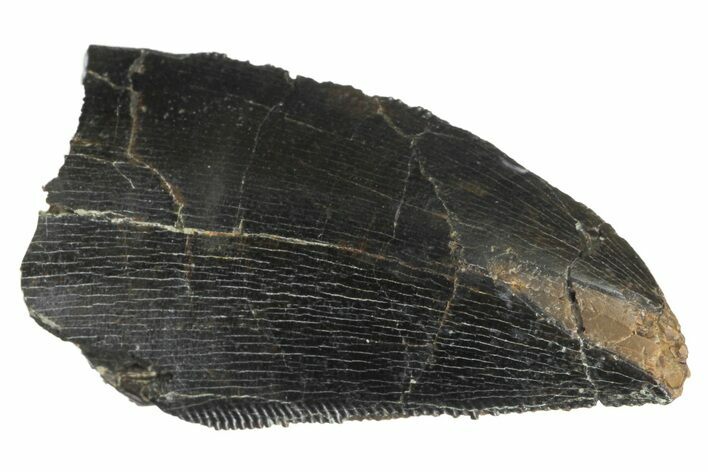 Serrated, Allosaurus Tooth - Bone Cabin Quarry, Wyoming #163398